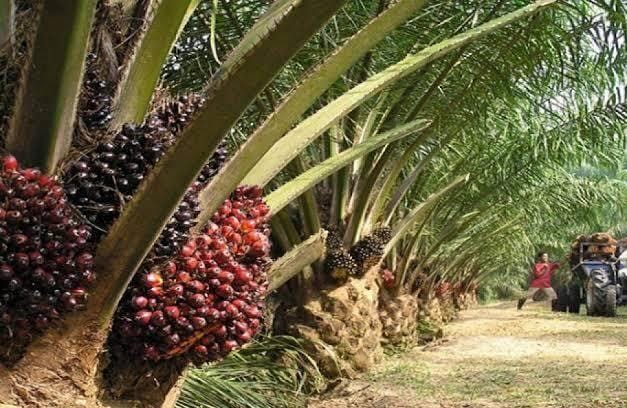 perkebunan kelapa sawit