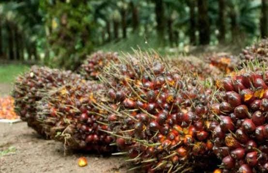 Ilustrasi kebun sawit Desa Batu-batu