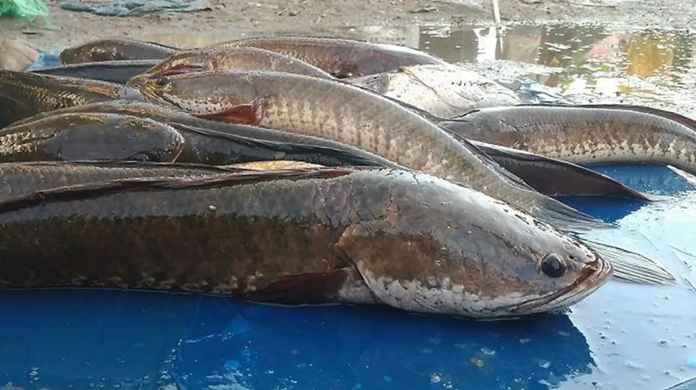 Ikan Gabus
