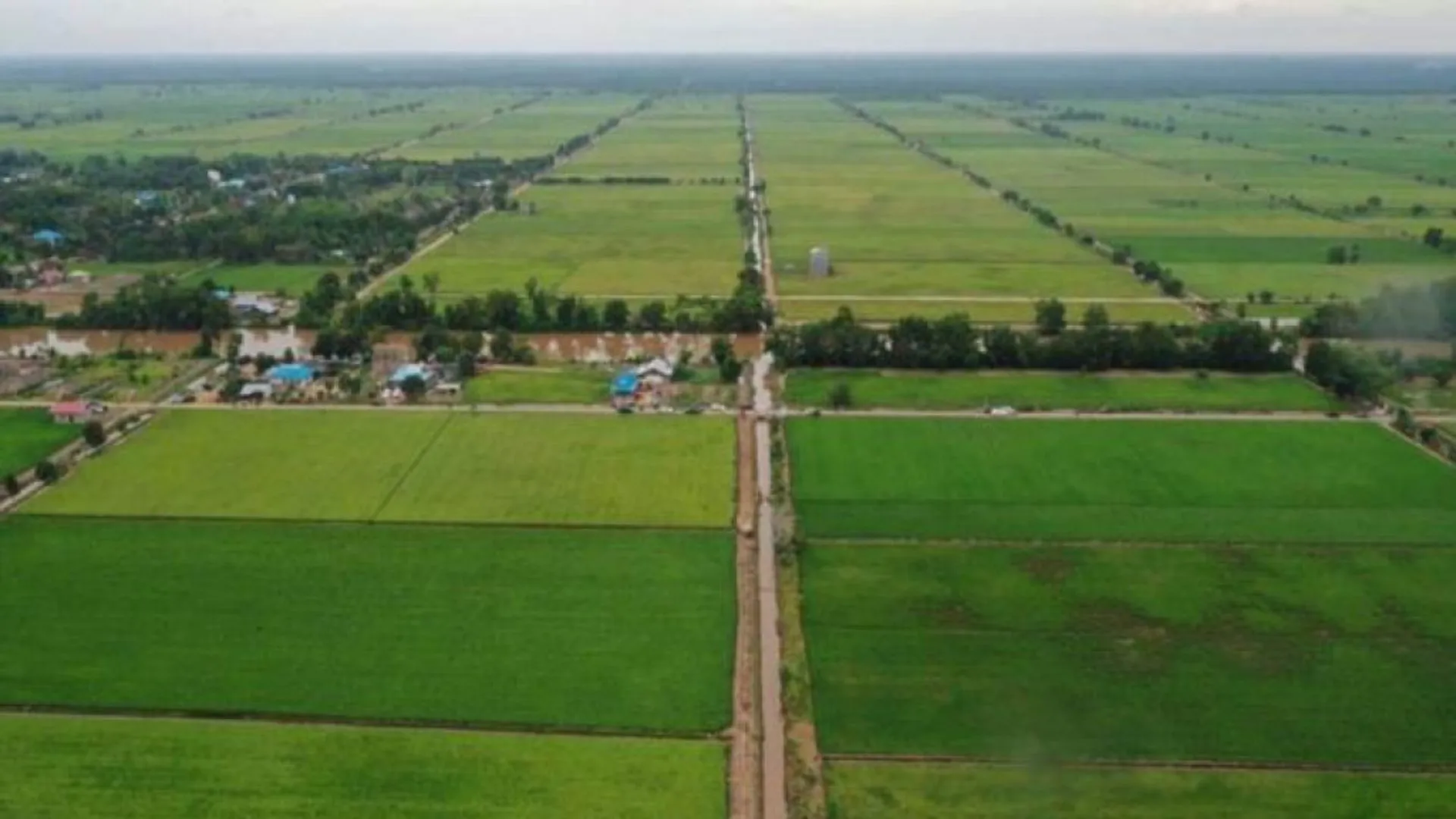 Pengembangan Food Estate