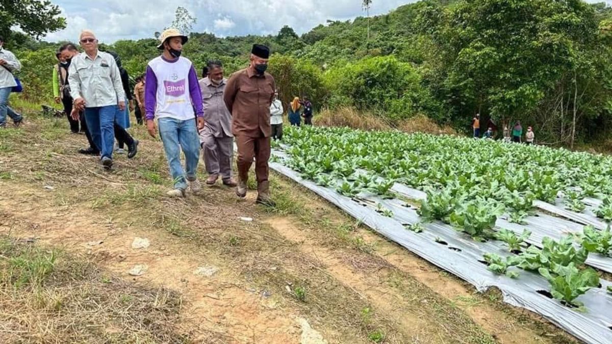 Pertanian Berkelanjutan