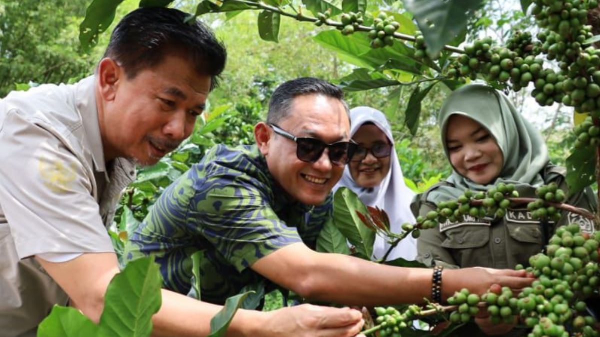 Kopi Luwak Kukar